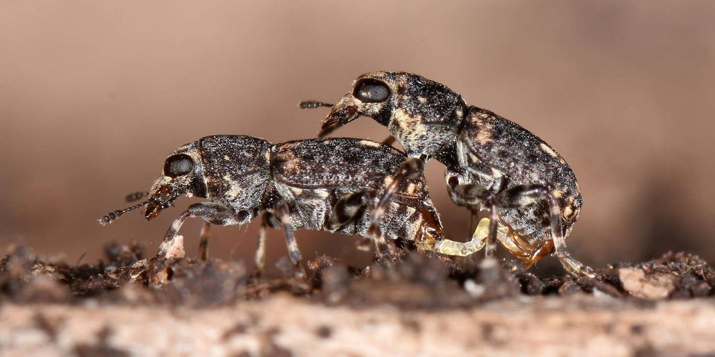 Anthribidae: Ulorhinus bilineatus